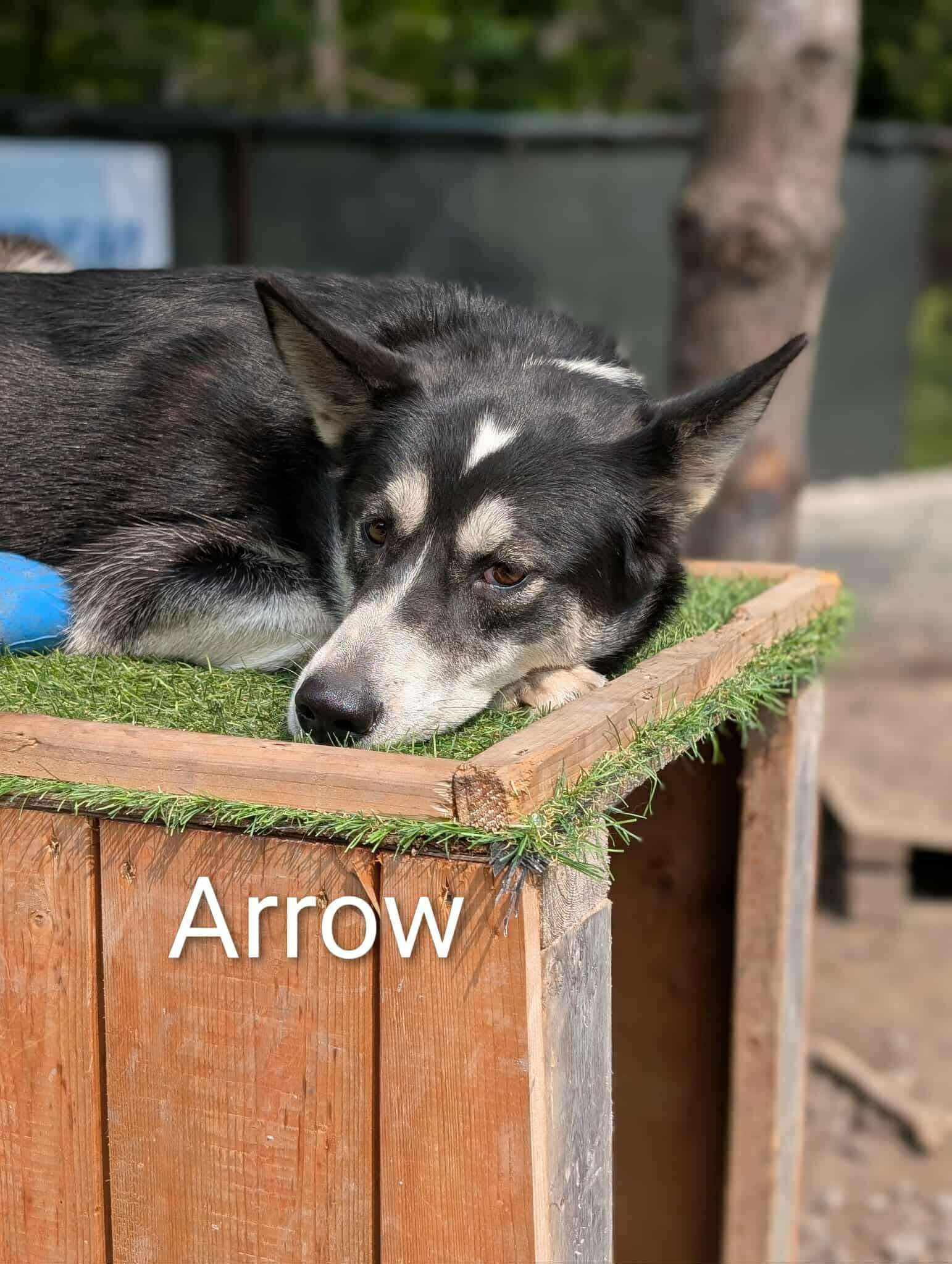Arrow