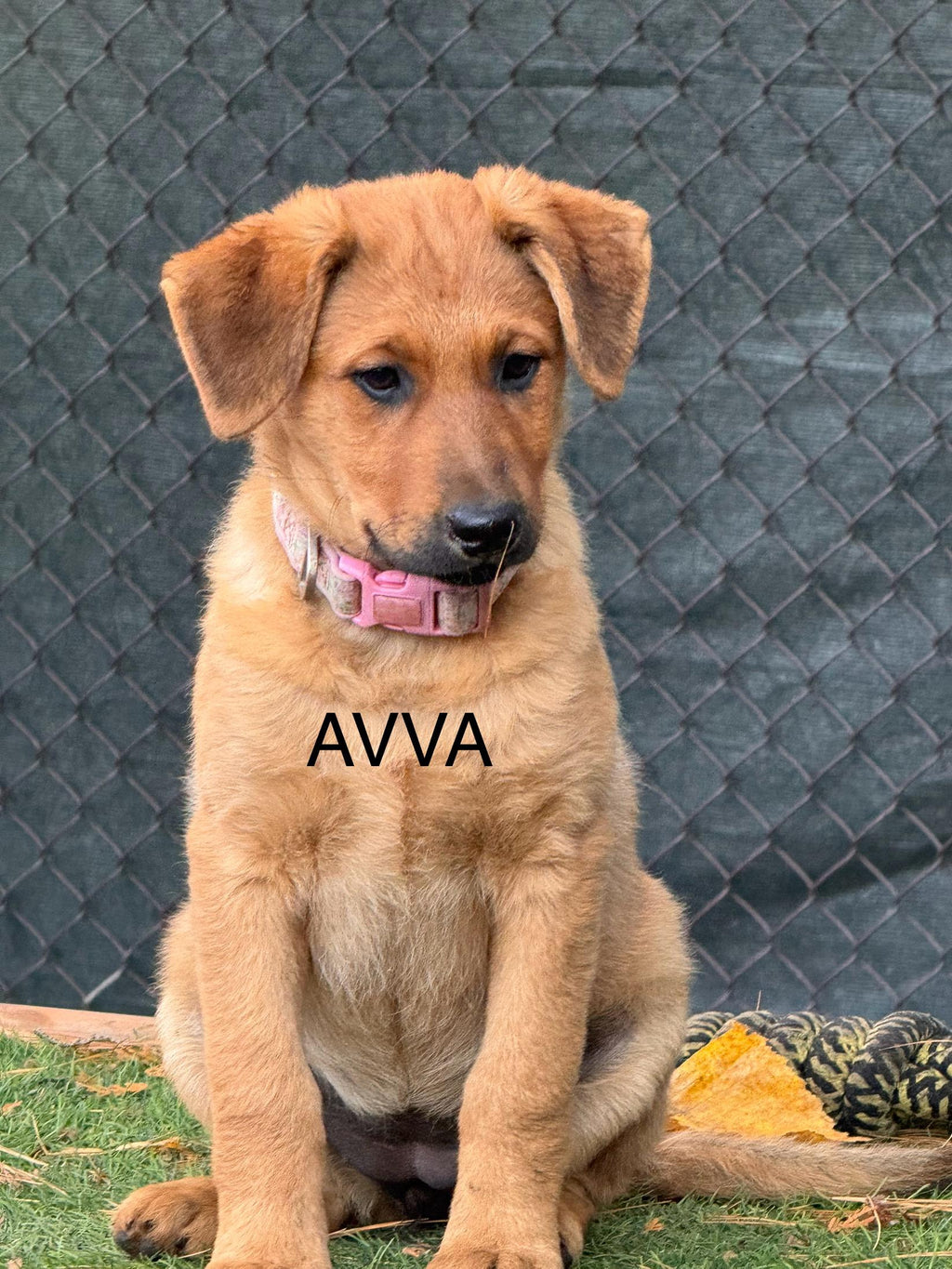 Avva