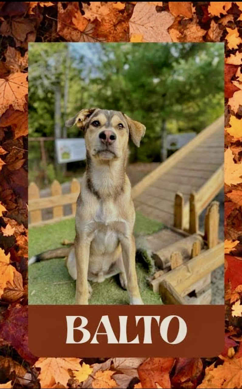 Balto