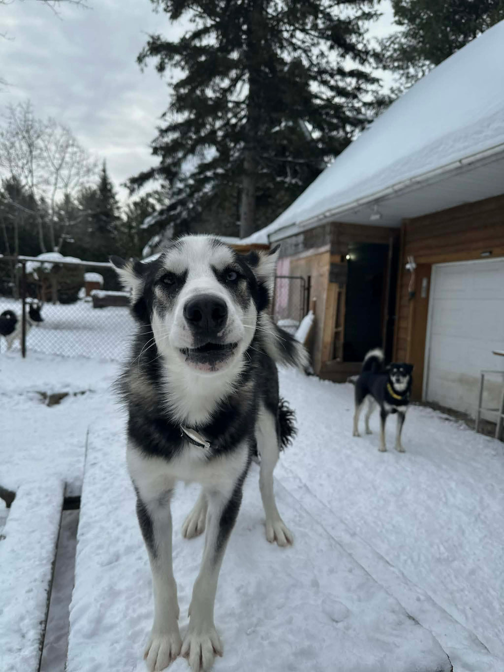 Bruce