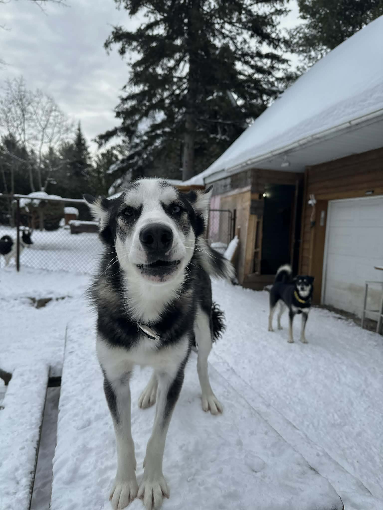 Bruce