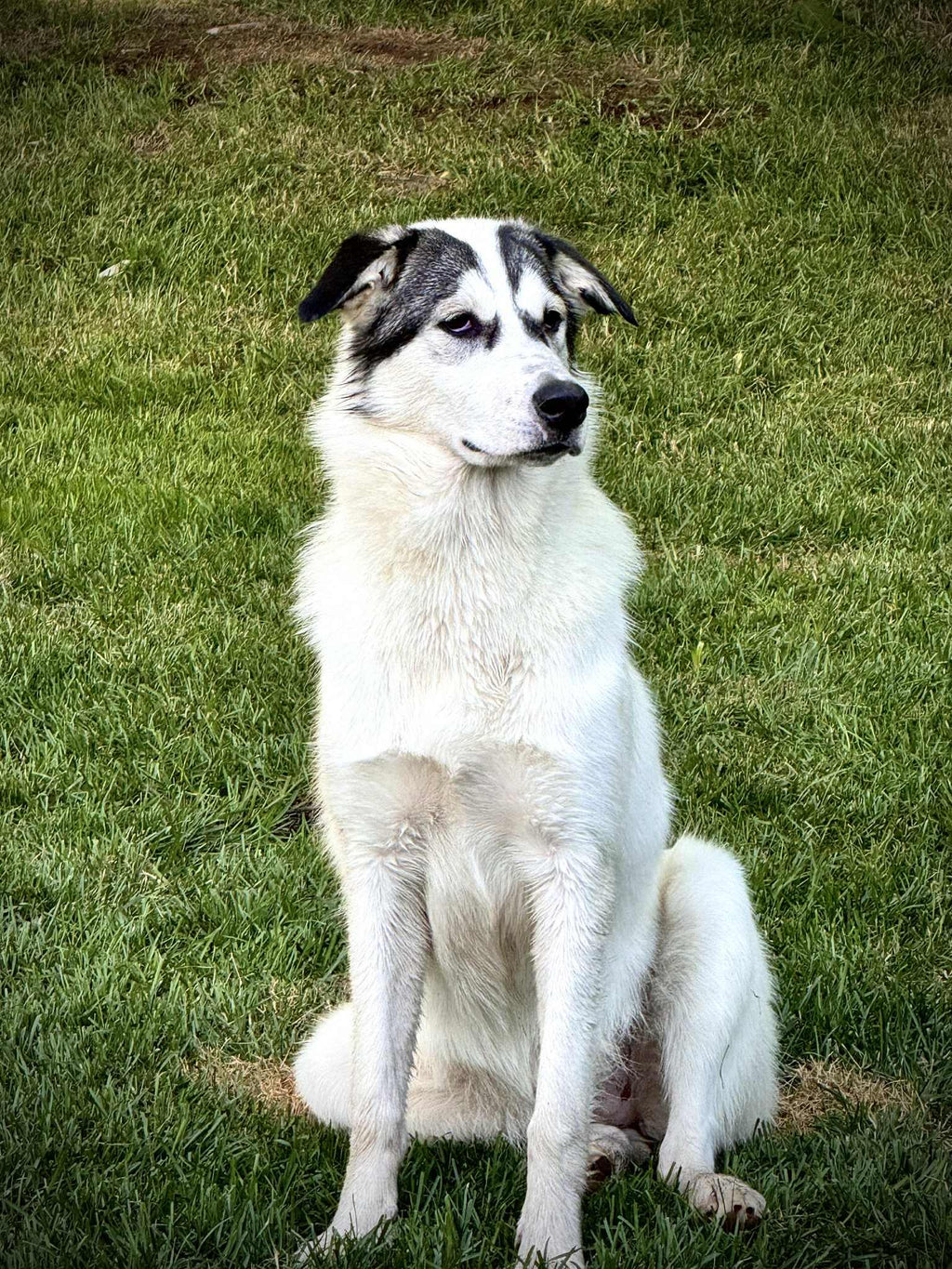 Lady