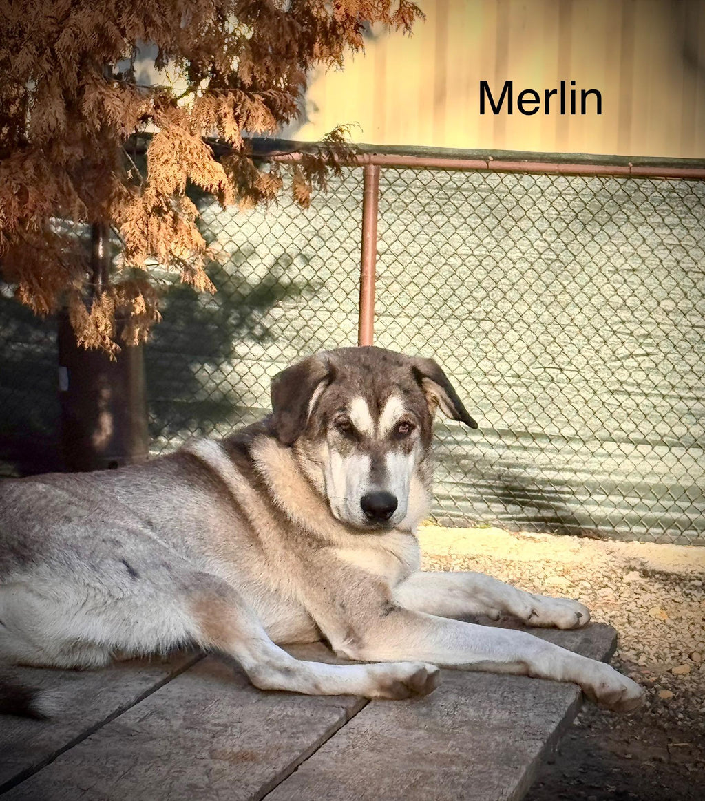 Merlin