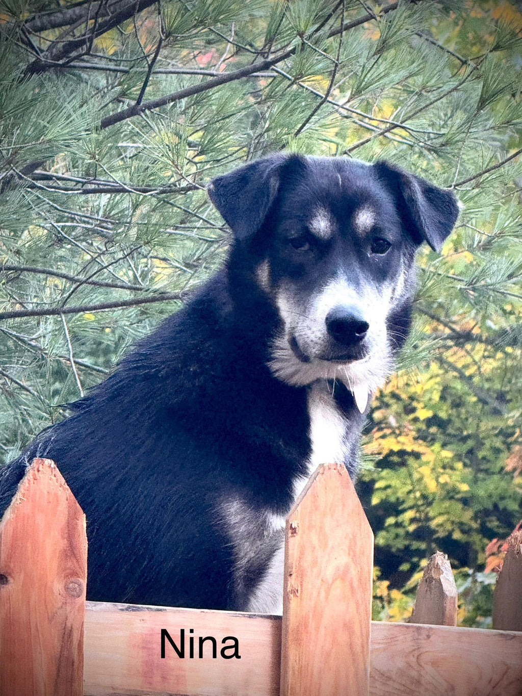 Nina