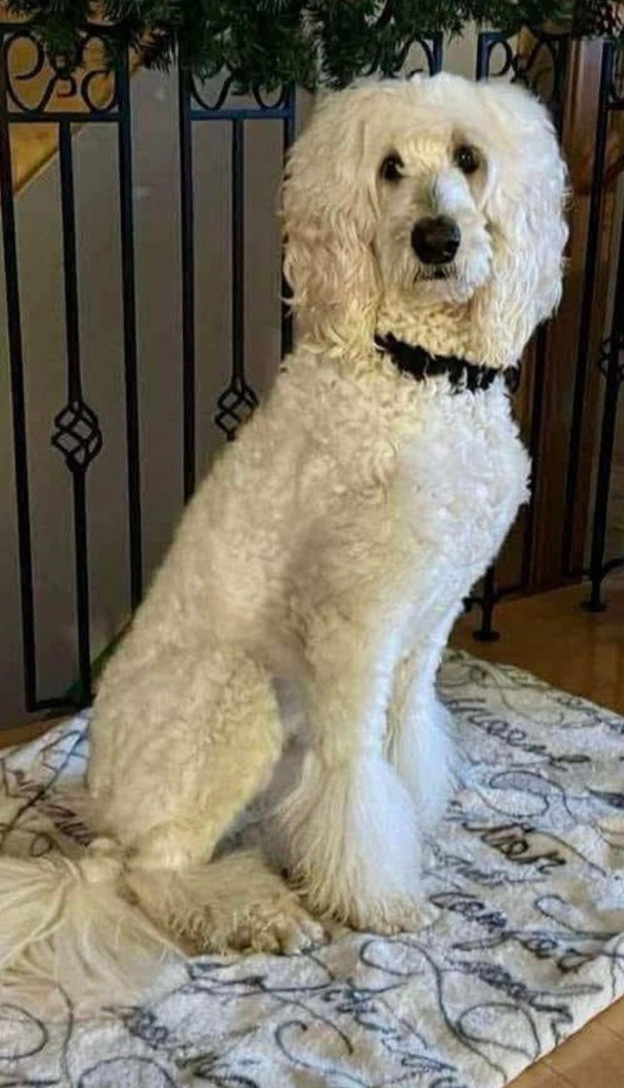 Abby