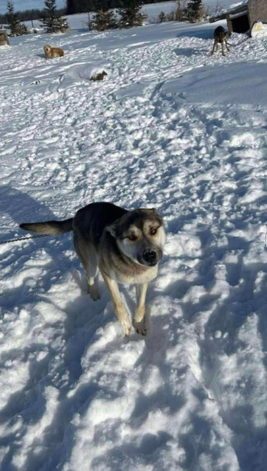 Shadow (Ruben)